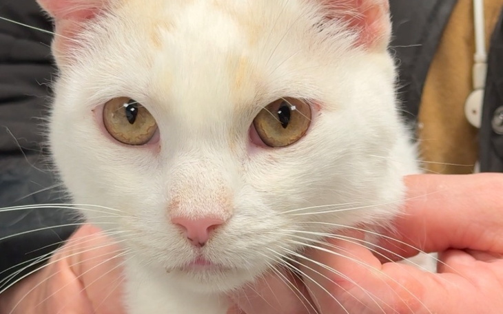 Biały kot z dużymi oczami, trzymany na rękach.