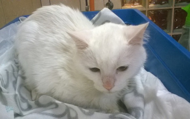 Zbiórka Daisy- życie nie ma ceny.. - zdjęcie główne