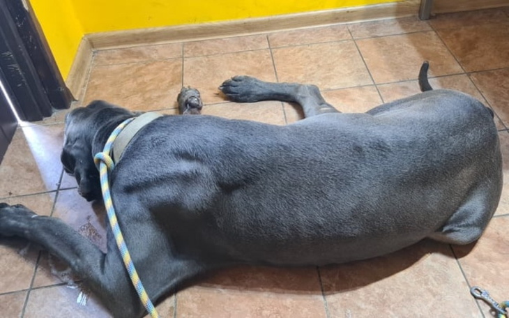 Zbiórka Tajson_skręt żołądka - zdjęcie główne