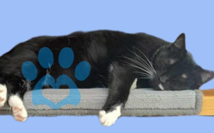 Czarny kot śpiący na szarej poduszce.