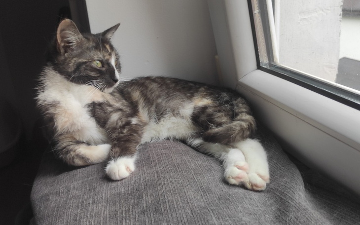 Zbiórka Myszka potrzebuje pomocy - zdjęcie główne