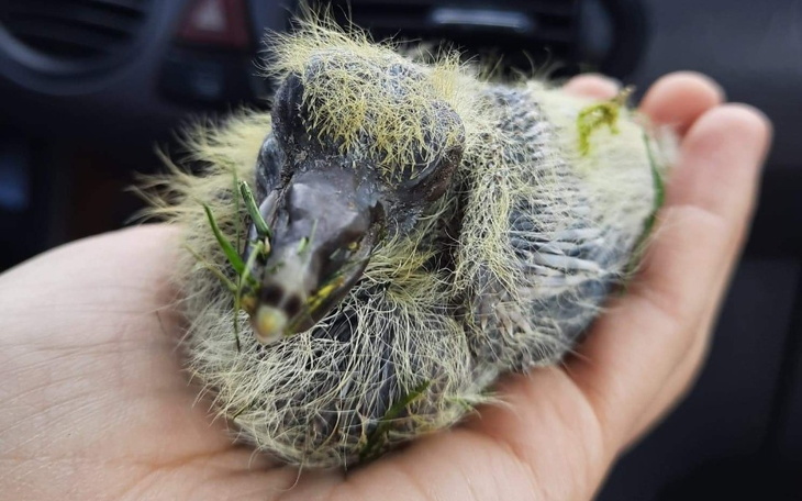 Zbiórka Wiosna - ach to ty - zdjęcie główne