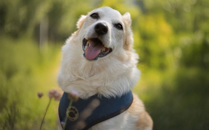 Uśmiechnięty pies w niebieskiej uprzęży na tle zieleni.