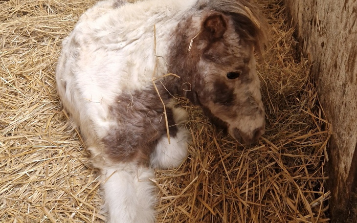 Mały koń leży na sianie, odpoczywając w stajni.