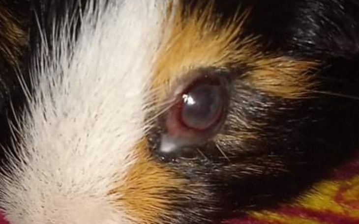 Zbiórka Usunięcie oka świnki morskiej - zdjęcie główne