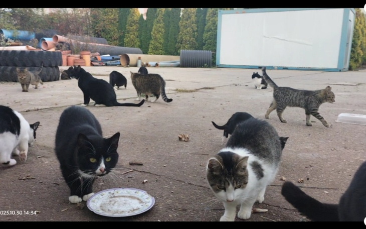 Zbiórka Pomóż 25 kotką przeżyć zimę - zdjęcie główne