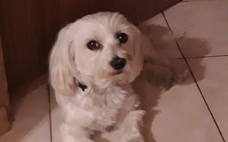 Zbiórka Mój piesek wymiotuje i kuleje - zdjęcie główne