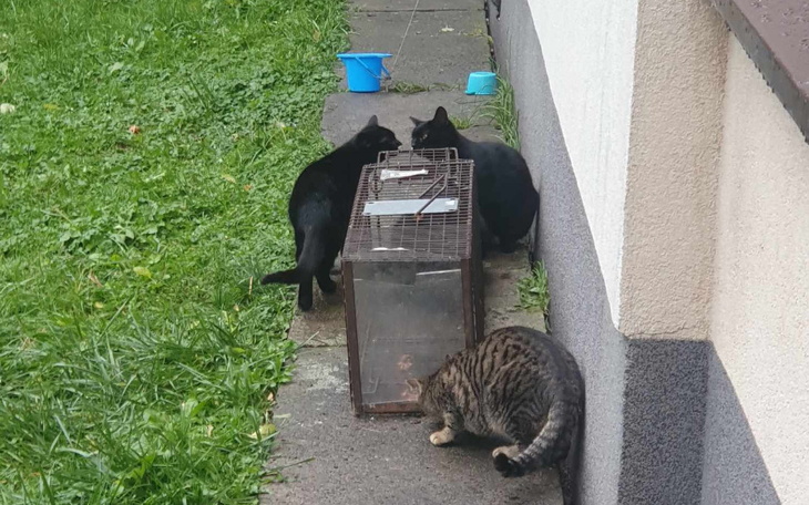 Zbiórka Kotki z ul. Arciszewskiego - zdjęcie główne