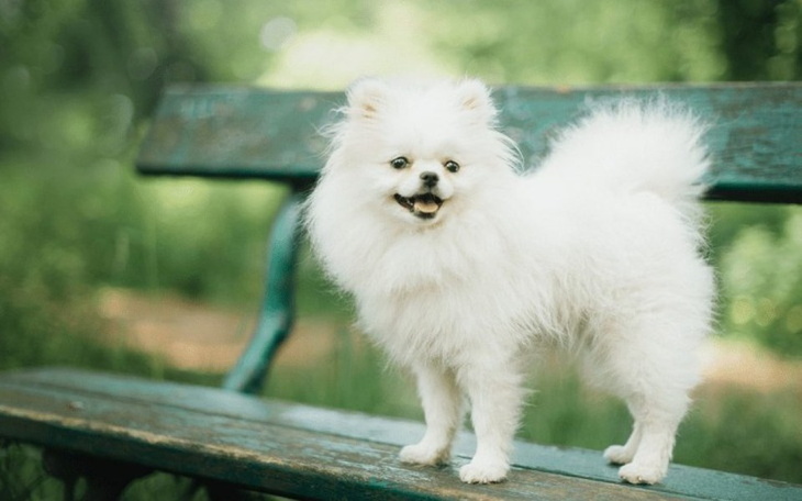 Zbiórka Zbieram na małego pieska - zdjęcie główne