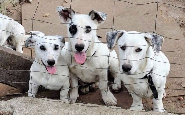 Trzy białe szczeniaki patrzące przez ogrodzenie.