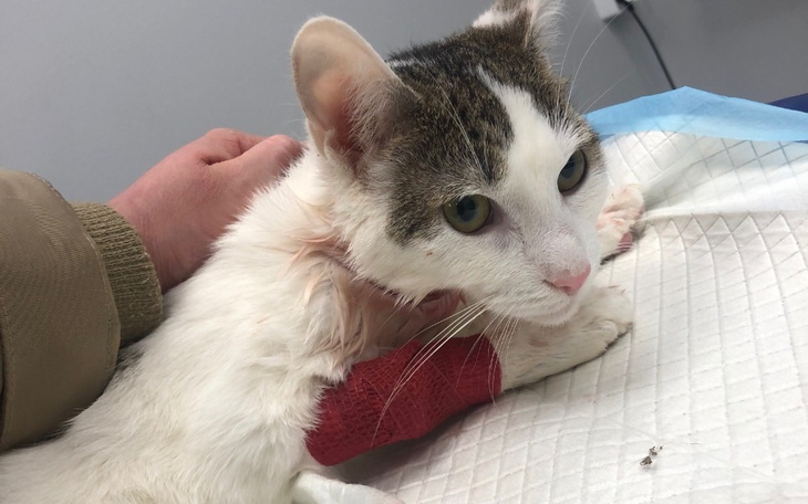 Kot w klinice weterynaryjnej, z opatrunkiem na łapie.