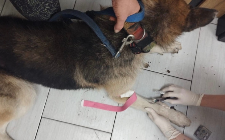 Pies z opatrunkiem na nodze, w trakcie wizyty u weterynarza.