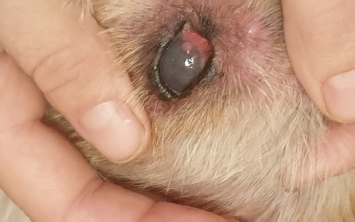 Zbiórka Leczenie Luckiego - zdjęcie główne