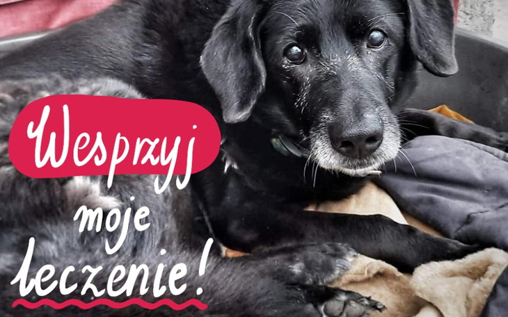 Zbiórka senior Dżeki walka z nowotworem - zdjęcie główne