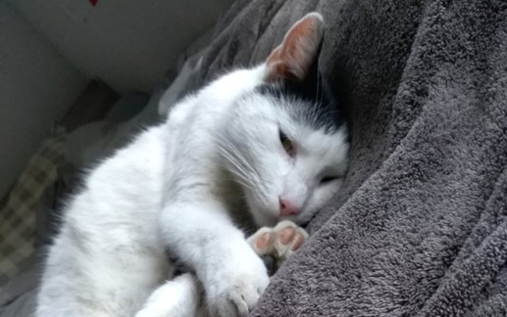 Zbiórka Kotek potrzebuje pomocy - zdjęcie główne