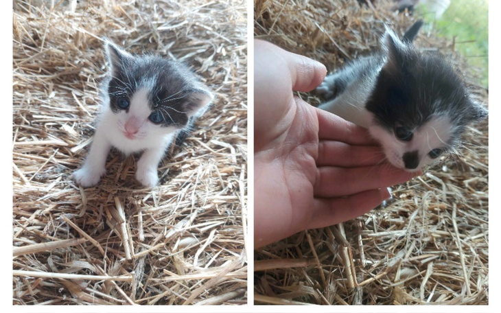 Zbiórka Nowy start koteczków - zdjęcie główne