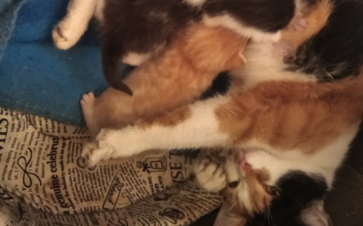 Zbiórka Wsparcie k. rodzinki i sterylka - zdjęcie główne