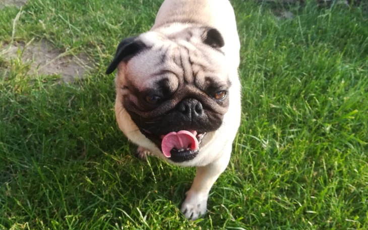 Zbiórka Mopsik prosi o pomoc - zdjęcie główne