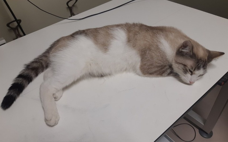 Zbiórka Kot Znajda po upadku z wysokości - zdjęcie główne