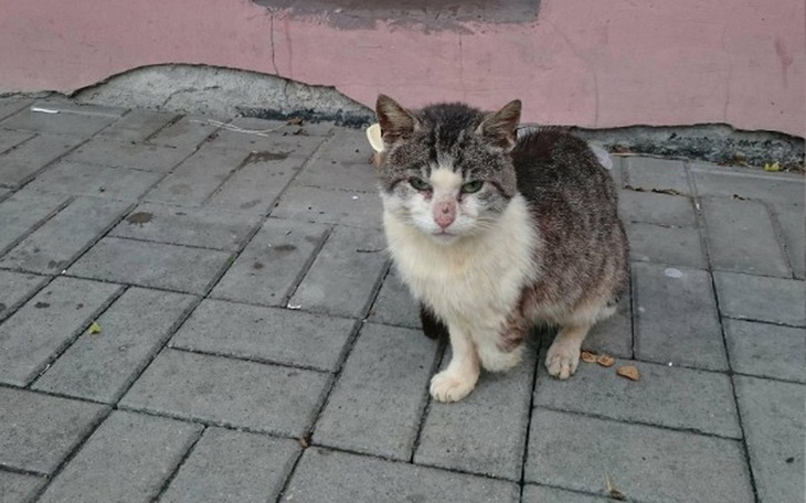 Bezdomny kot siedzi na chodniku, wygląda na zmartwionego.