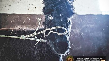 Zbiórka 8-miesięczny Ogonek ma wyrok! - miniaturka zdjęcia