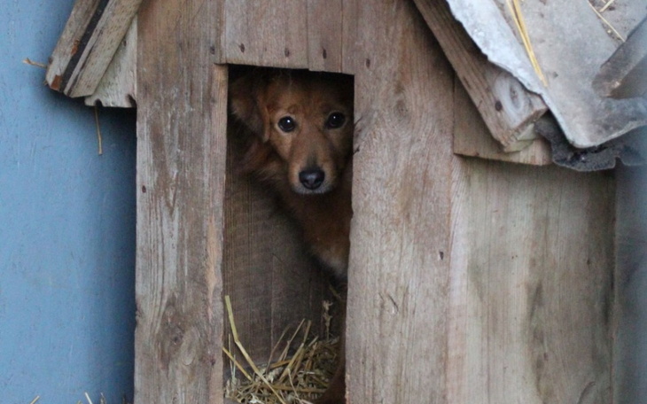 Zbiórka Cieplutkie budy dla psów z Iłży - zdjęcie główne