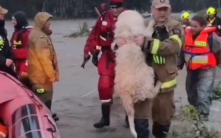 Ratownicy niosący psa z zalanej okolicy.