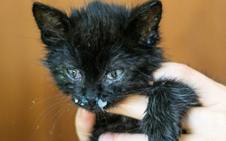 Zbiórka Ratunek dla Iryska - zdjęcie główne