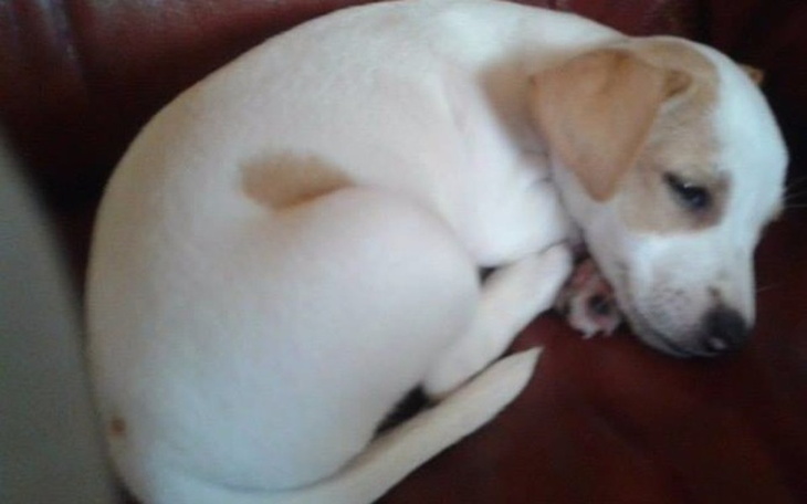 Zbiórka na psa dla mojego synka - zdjęcie główne