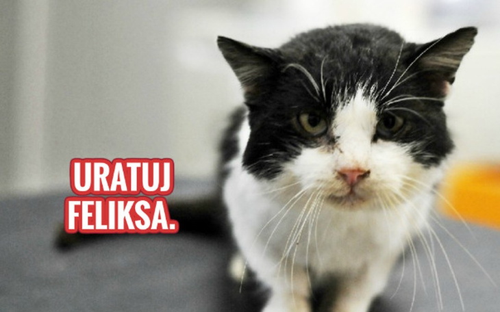 Zbiórka Feliks zbiera na interferon. - zdjęcie główne