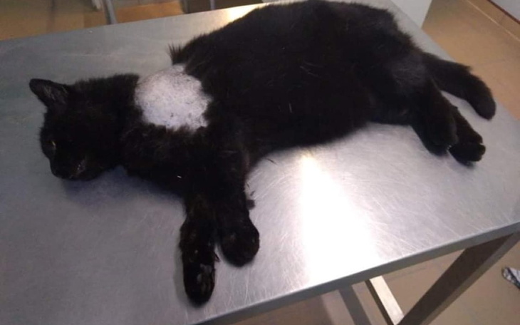 Zbiórka Marzec 2022 - utrzymanie kotów - zdjęcie główne