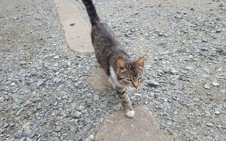 Zbiórka Kotka ze stacji kolejowej - zdjęcie główne