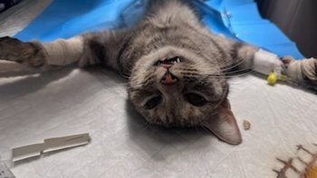 Zbiórka Ratujemy Wandzię - miniaturka zdjęcia