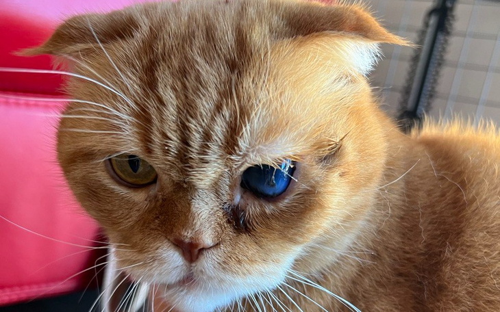 Zbiórka Uratowania kota - zdjęcie główne