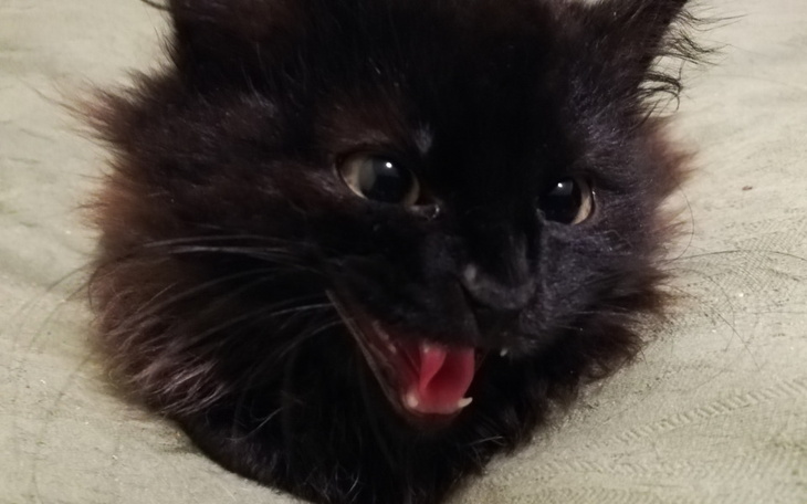 Zbiórka Nie pozwól zmarznąć chorym kotom - zdjęcie główne