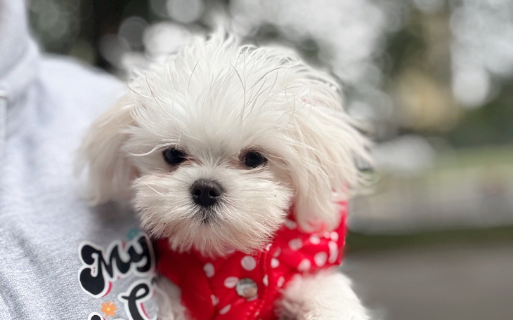 Mały piesek w czerwonej kurtce, trzymany na rękach.