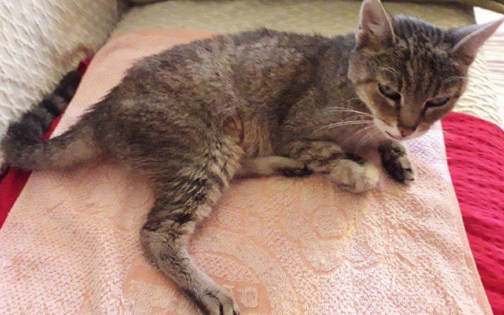 Zbiórka Kocie staruszki błagają o leki! - zdjęcie główne