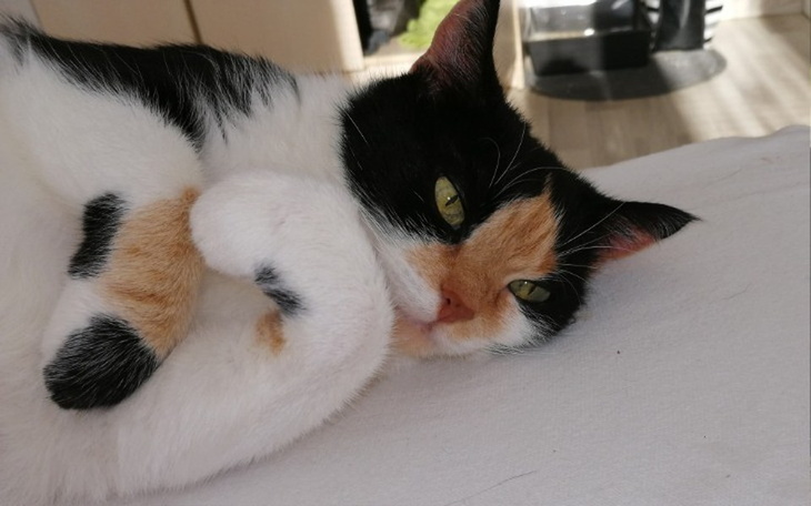 Zbiórka Walczymy o życie Milki - zdjęcie główne