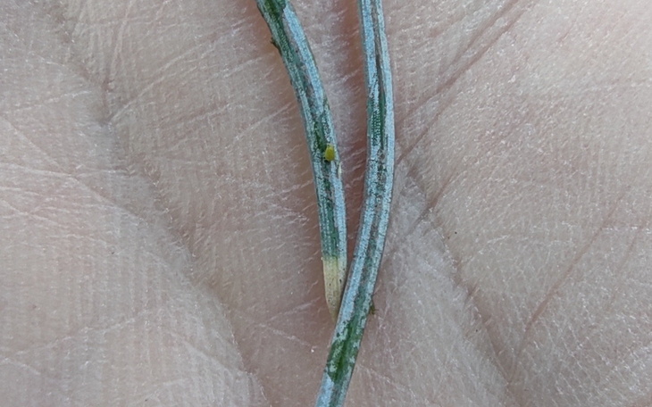 Dwie gałązki iglaste, pokazujące detale natury.