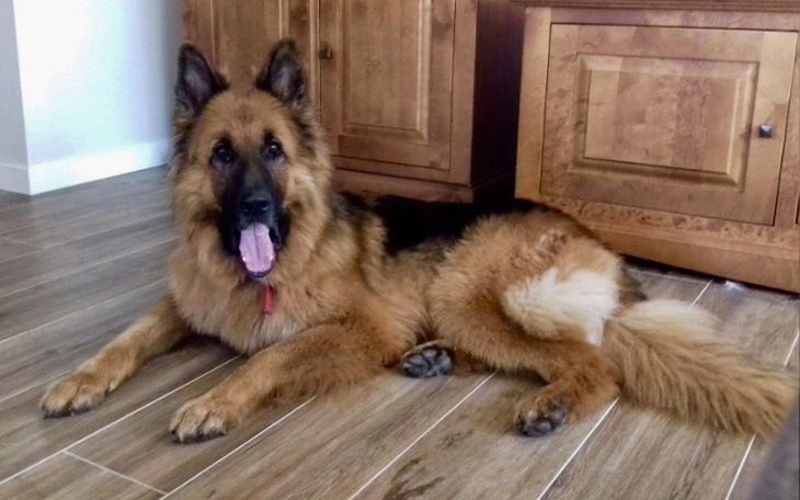 Zbiórka Terapia odczuleniowa dla Denara - zdjęcie główne