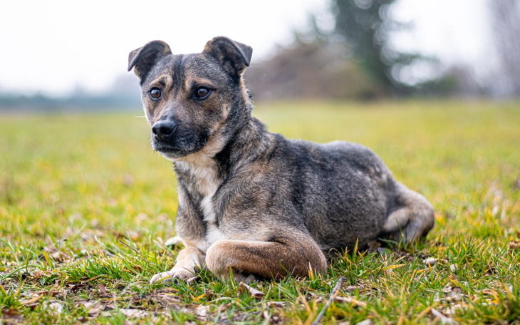 Zbiórka Szaruś na start - zdjęcie główne