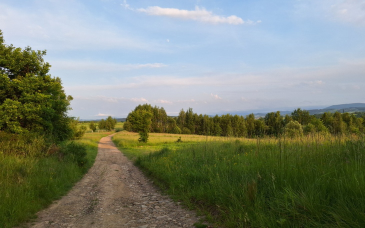 Malownicza ścieżka wśród zieleni i drzew.