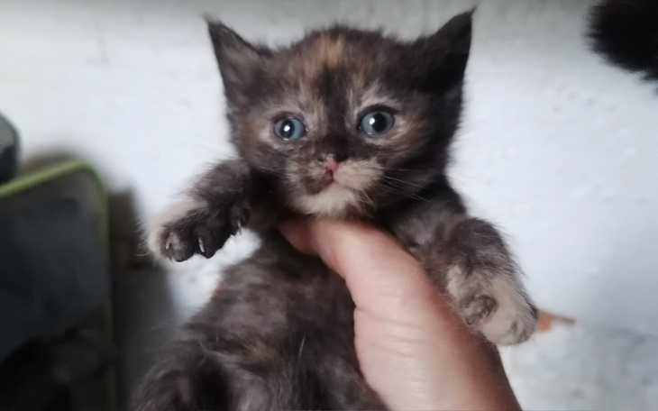 Zbiórka Kocia szarańcza - zdjęcie główne