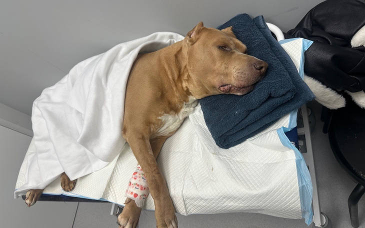 Chory pies śpiący na łóżku, przykryty kocem.