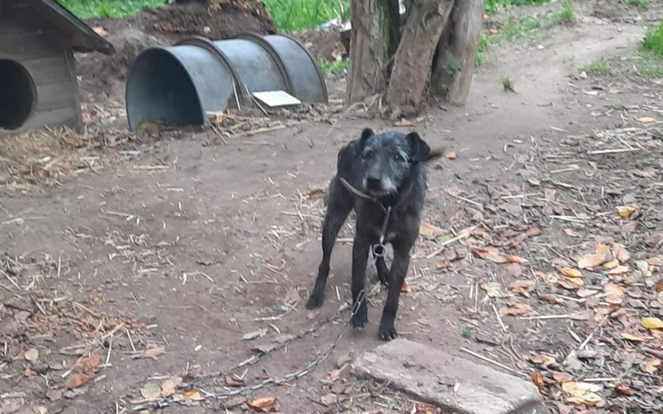 Zbiórka Zagłodzony,Schorowany staruszek - zdjęcie główne