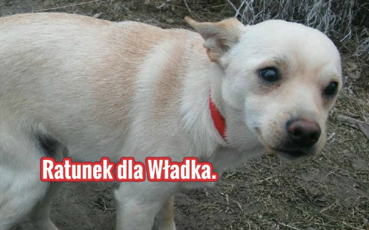 Zbiórka Ratunek dla Władka. - zdjęcie główne