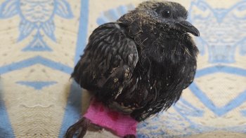 Zbiórka Uratuj ptasią rodzinę! - miniaturka zdjęcia