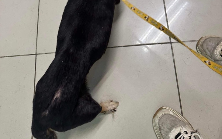 Zbiórka Jogi - pies szkielecik chce żyć - zdjęcie główne