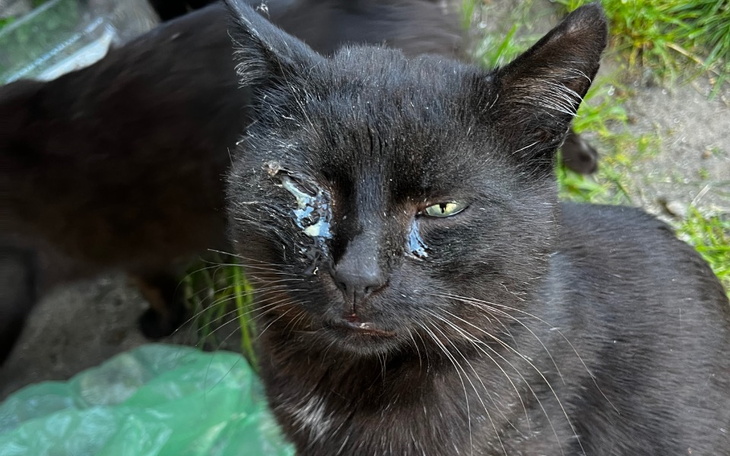 Zbiórka Na sterylizację i leczenie kotów - zdjęcie główne