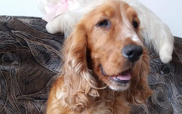 Zbiórka Pomóż Mai odzyskać wzrok - zdjęcie główne